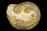 Jurassic Ammonite (Stephanoceras) - Kirchberg, Switzerland #175103-1